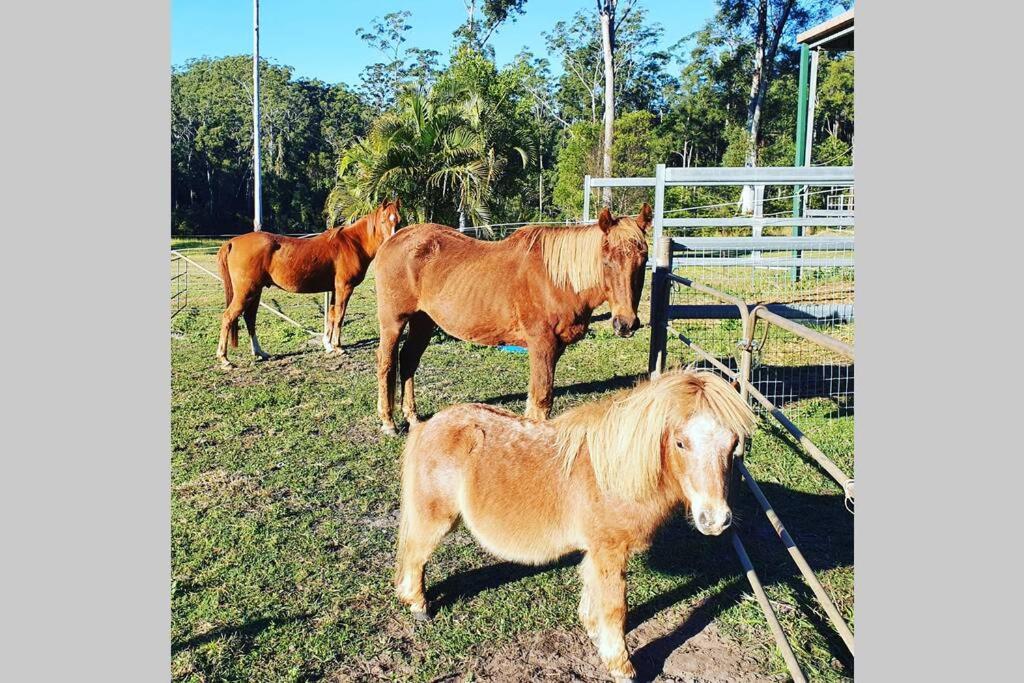 Cabin Country Retreat Paskins Farm Palmwoods Eksteriør billede