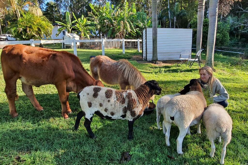 Cabin Country Retreat Paskins Farm Palmwoods Eksteriør billede